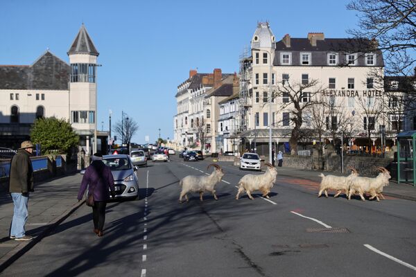 野生克什米尔山羊在威尔士兰迪德诺市街道上游走。
 - 俄罗斯卫星通讯社