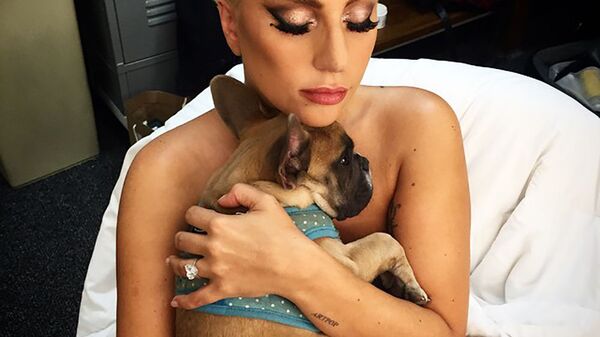 Lady Gaga助手談歌手愛犬被搶一事  - 俄羅斯衛星通訊社