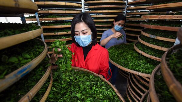 俄中科学家联手培育抗寒茶树品种 - 俄罗斯卫星通讯社