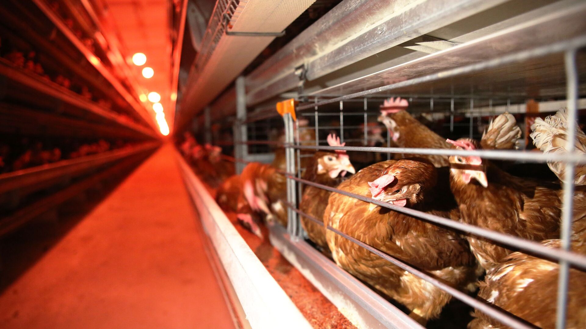 俄农产品出口发展中心：俄罗斯2025年成为中国第二大鸡翅供应国 - 俄罗斯卫星通讯社, 1920, 04.02.2026