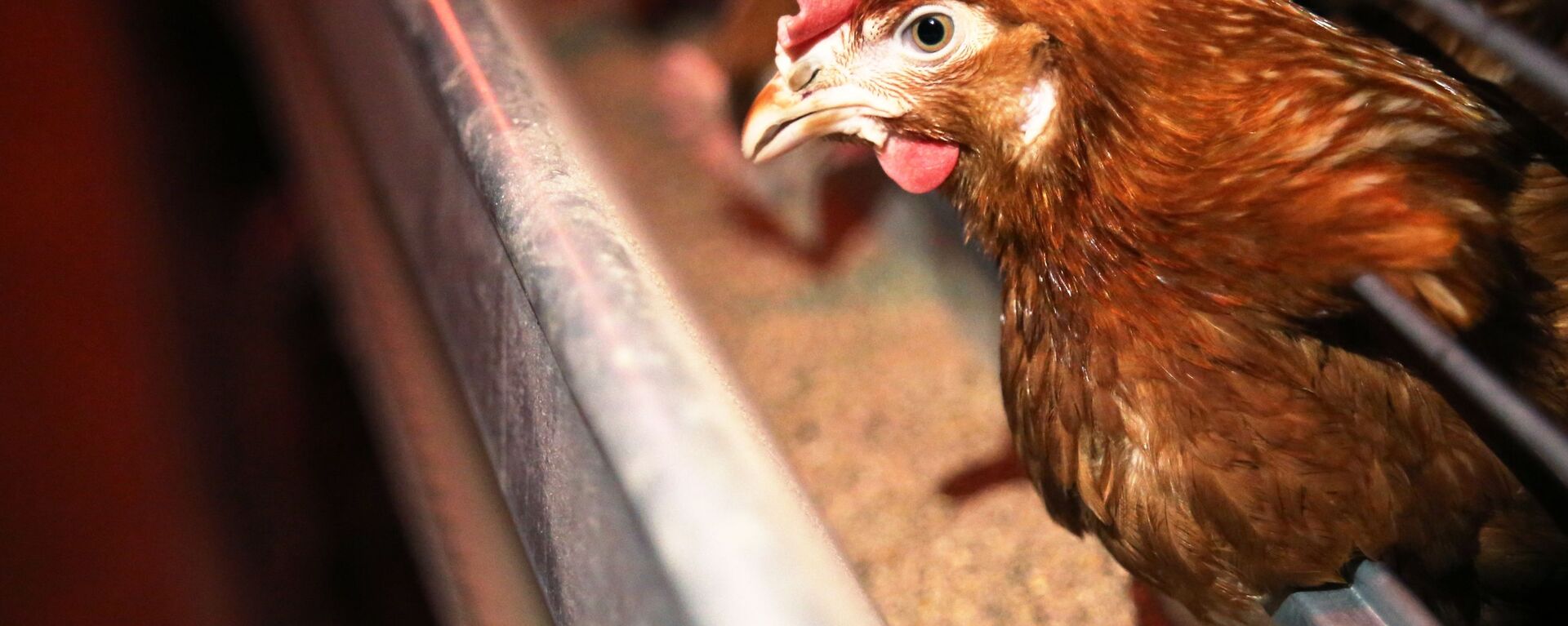 媒体：日本西部暴发禽流感，11万只鸡将被扑杀 - 俄罗斯卫星通讯社, 1920, 01.12.2022