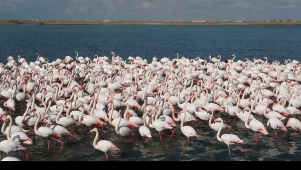 火烈鸟迁徙返回时在卡拉科尔湖停留 - 俄罗斯卫星通讯社