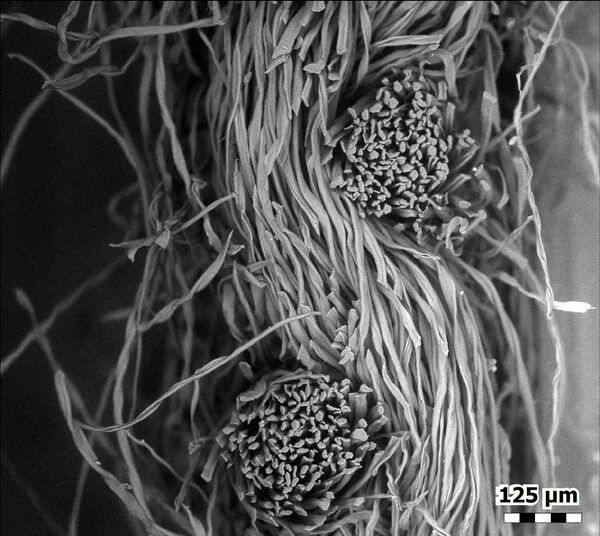 顯微鏡下的純棉法蘭絨口罩的橫截面。 顯微鏡下的純棉法蘭絨口罩的橫截面。 - 俄羅斯衛星通訊社