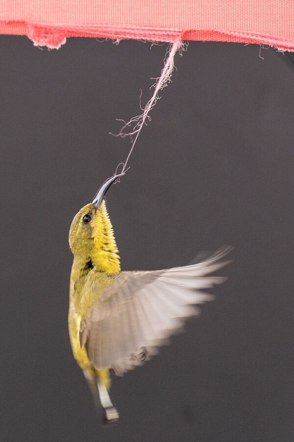    美国摄影师Lawrence Worcester选送作品《Worcester Pulling a thread》获得“城市野生动物”组第一名。 - 俄罗斯卫星通讯社