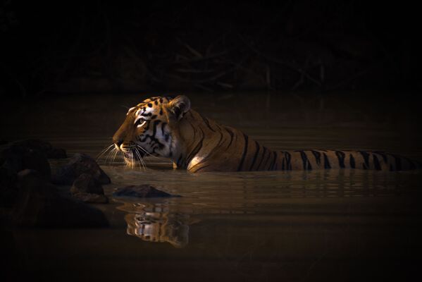   英国摄影师Nick Dale选送作品《Bengal tiger with catchlight in water hole》获得“动物肖像”组第一名。 - 俄罗斯卫星通讯社