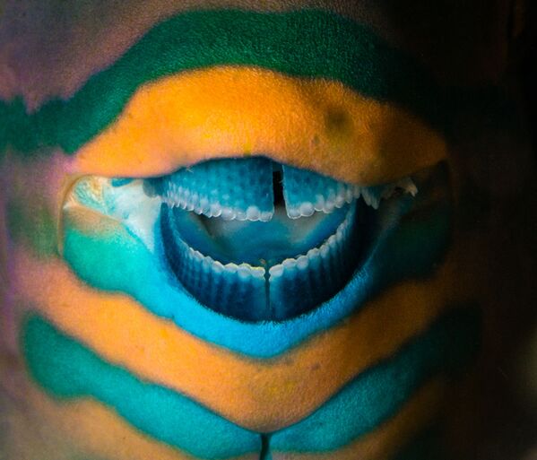    希腊摄影师Pavlos Evangelidis选送作品《The real joker》获得“自然艺术”组第三名。 - 俄罗斯卫星通讯社