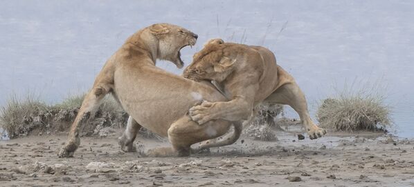   美国摄影师Patrick Nowotny选送作品《Lions》获得“行为-哺乳类动物”组第一名。 - 俄罗斯卫星通讯社