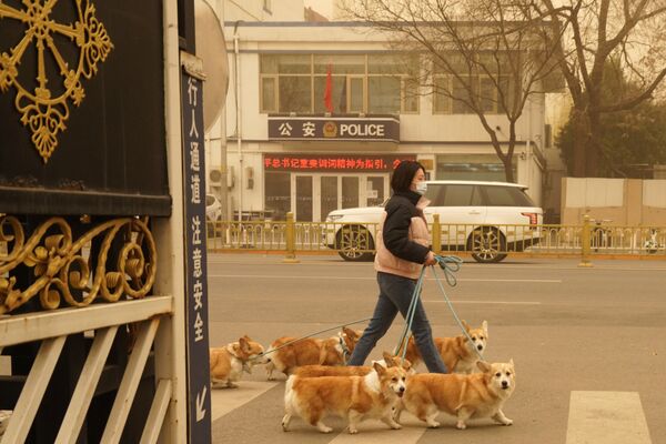 北京市民在街道遛狗。 - 俄羅斯衛星通訊社
