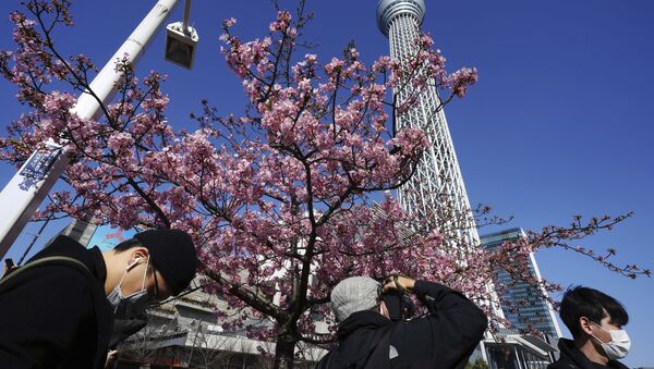 Люди любуются цветущей вишней в Токио - 俄罗斯卫星通讯社