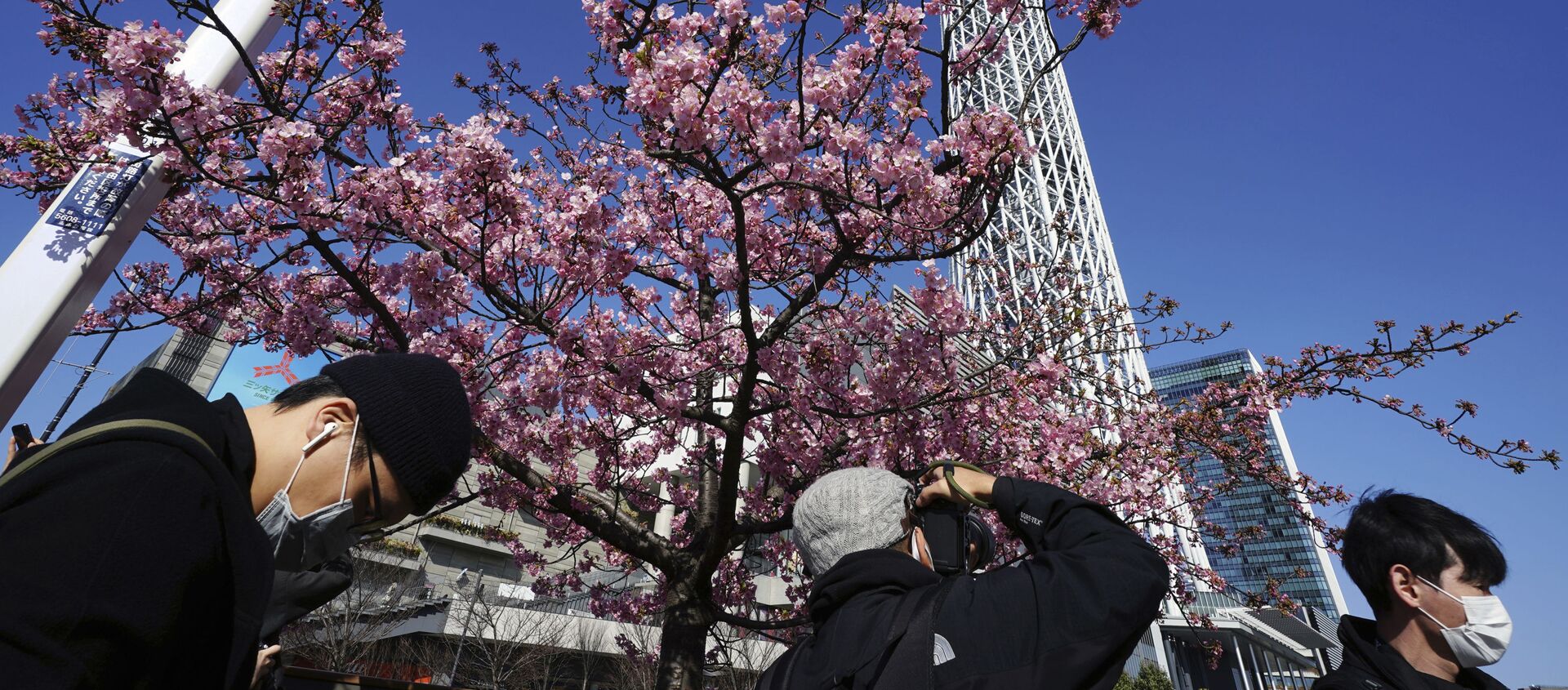 Люди любуются цветущей вишней в Токио - 俄羅斯衛星通訊社, 1920, 08.04.2021