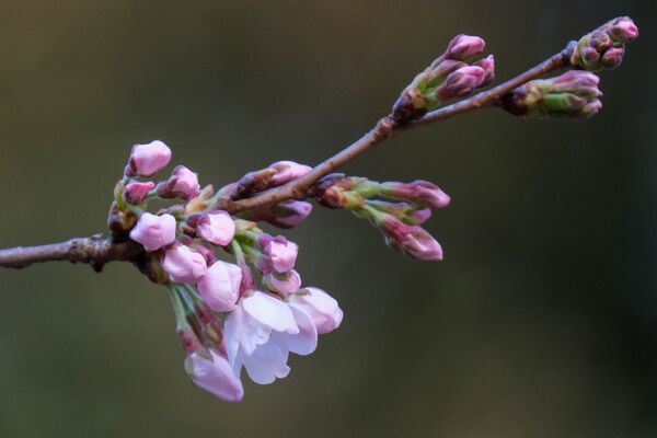 东京街头开放的樱花。 东京街头开放的樱花。 - 俄罗斯卫星通讯社