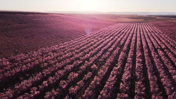 艾頓市桃樹花盛開的美景。
 - 俄羅斯衛星通訊社