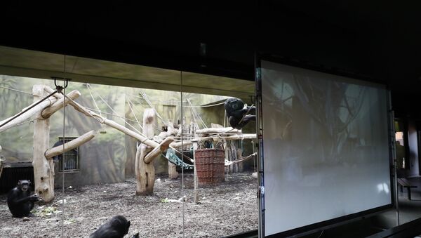 Chimpanzees watch a screen set at the enclosure at the Safari Park in Dvur Kralove, Czech Republic, Monday, March 15, 2021. - 俄羅斯衛星通訊社