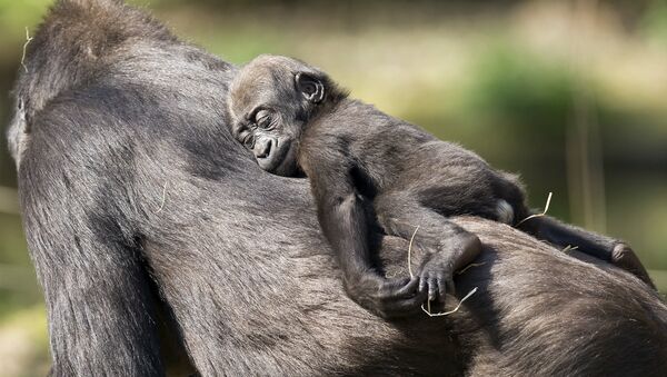 德國，杜伊斯堡動物園裡趴在媽媽背上睡著的大猩猩幼崽。 - 俄羅斯衛星通訊社