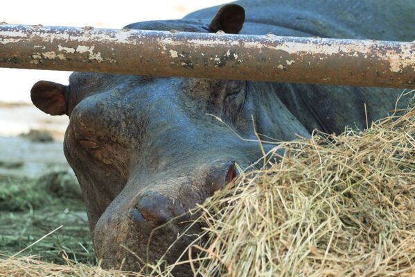格魯吉亞，第比利斯動物園裡睡著的河馬。 - 俄羅斯衛星通訊社