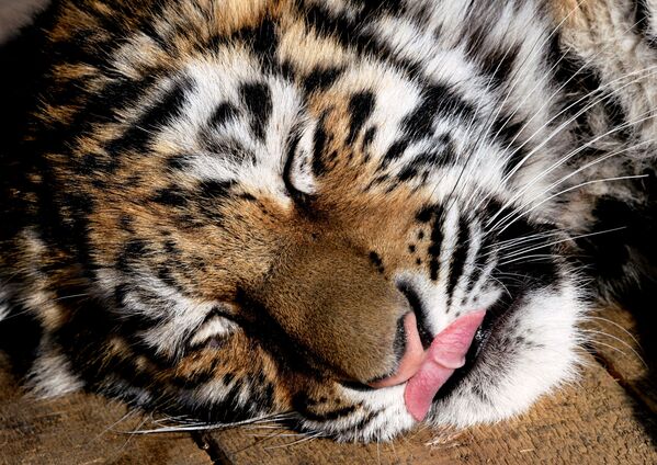 濱海邊疆區鮑里索夫卡村，“奇妙”家庭動物園裡名叫克里斯塔爾的七個月大的阿穆爾虎正在睡覺。 - 俄羅斯衛星通訊社