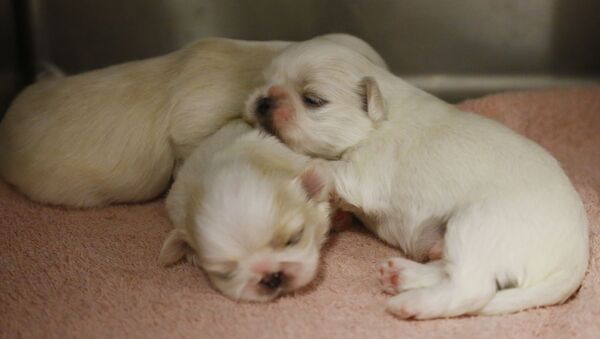 Три щенка, которым около четырех недель, спят в приюте для животных Norman в Нормане, штат Оклахома - 俄罗斯卫星通讯社