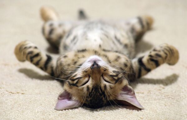 睡著的小貓咪。 - 俄羅斯衛星通訊社