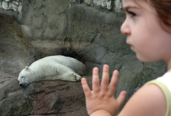 莫斯科動物園裡睡著的北極熊。 - 俄羅斯衛星通訊社