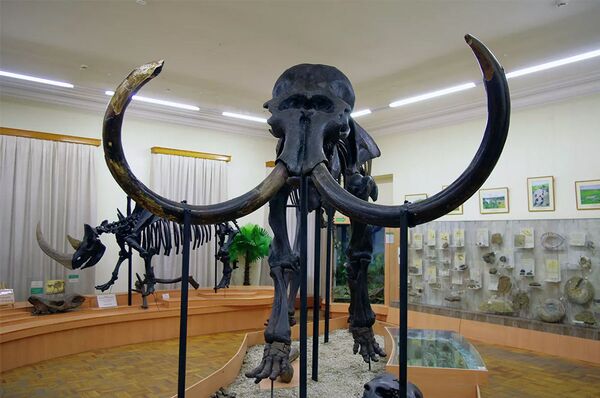 博物馆陈列品的瑰宝是古生物部分。那里有俄罗斯最大的猛犸象骨架,也有野牛、洞熊、宽额驼鹿和长毛犀牛的。 博物馆陈列品的瑰宝是古生物部分。那里有俄罗斯最大的猛犸象骨架,也有野牛、洞熊、宽额驼鹿和长毛犀牛的。 - 俄罗斯卫星通讯社