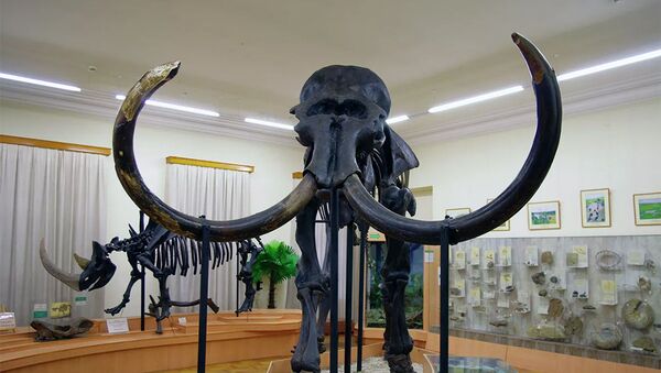 Скелет мамонта в палеонтологическом музее в Тюмени - 俄罗斯卫星通讯社