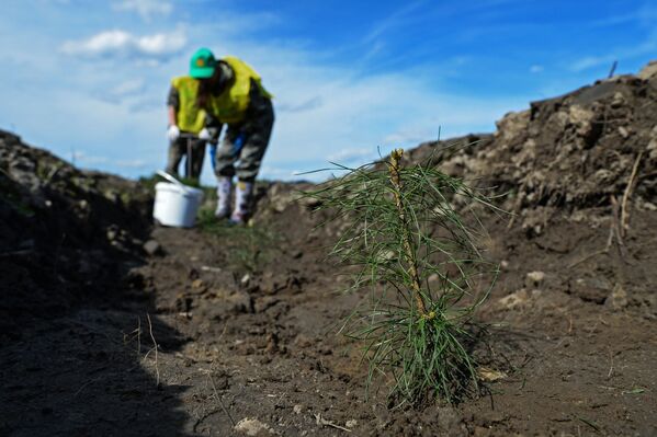 作為“全俄植樹日”活動的一部分，在新西伯利亞州庫德里亞紹夫斯基林區里種植的針葉樹苗。 - 俄羅斯衛星通訊社