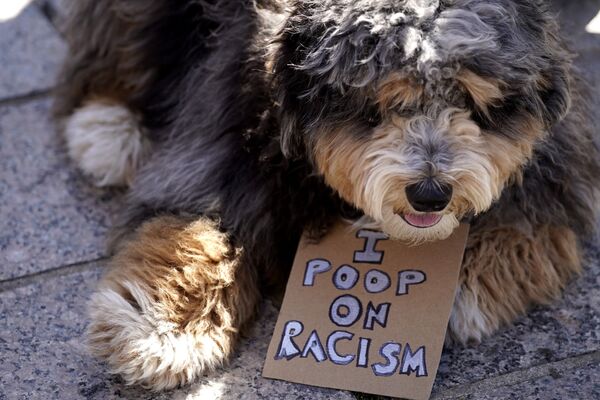 参加“停止仇恨亚裔”抗议活动的狗狗。 - 俄罗斯卫星通讯社