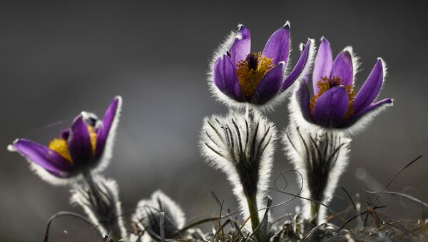 克里米亚切尔捷尔-卡亚山高原上的怀梦草。 - 俄罗斯卫星通讯社