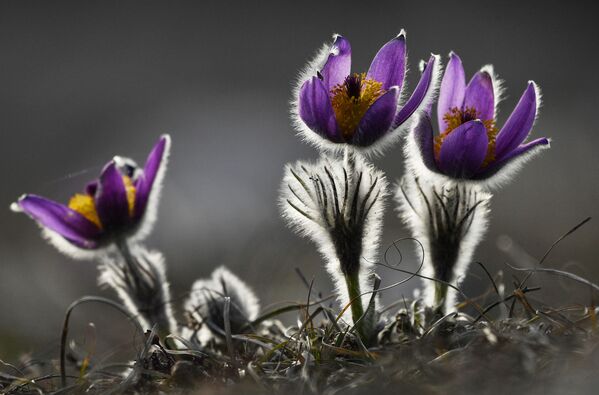 克里米亚切尔捷尔-卡亚山高原上的怀梦草。 - 俄罗斯卫星通讯社