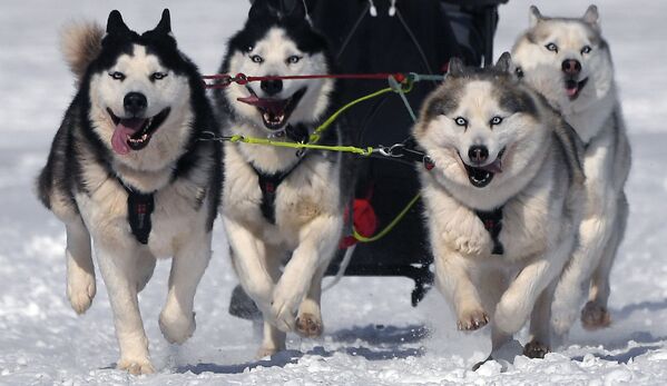 克拉斯诺亚尔斯克边疆区举行雪橇犬训练赛。 - 俄罗斯卫星通讯社