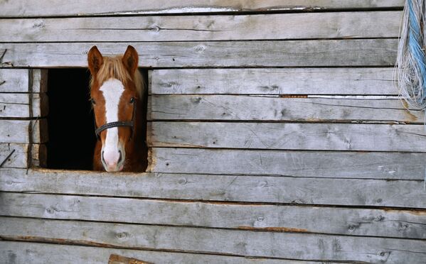 鄂木斯克州博布罗夫卡村的马厩。 - 俄罗斯卫星通讯社