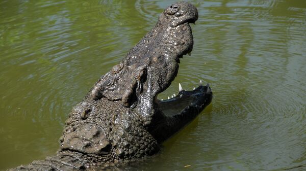 Морда крокодила с открытой пастью - 俄罗斯卫星通讯社