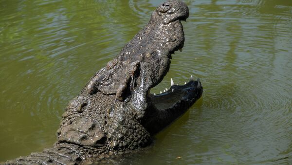 Морда крокодила с открытой пастью - 俄罗斯卫星通讯社