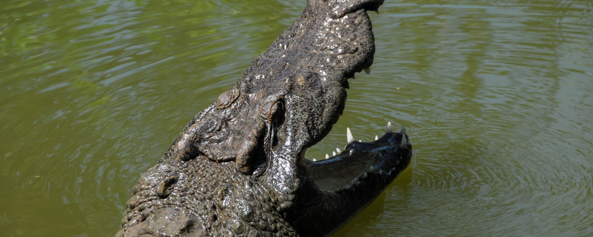 鳄鱼 - 俄罗斯卫星通讯社, 1920, 24.10.2023