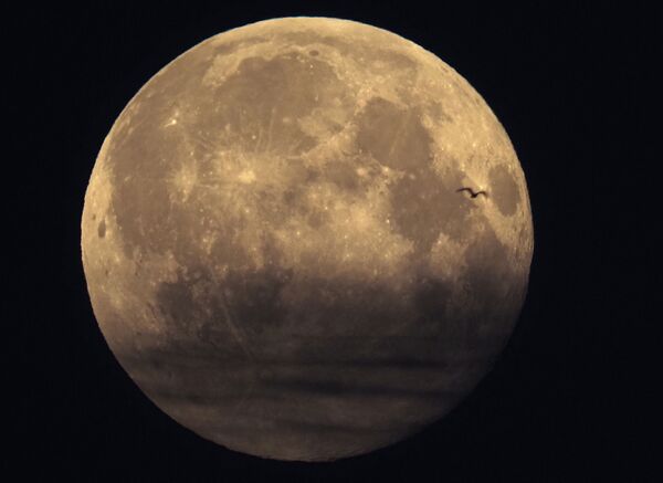满月背景下的鸟，俄罗斯圣彼得堡 - 俄罗斯卫星通讯社