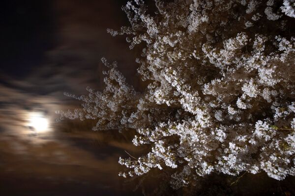 盛开的樱花和满月，美国华盛顿特区 - 俄罗斯卫星通讯社