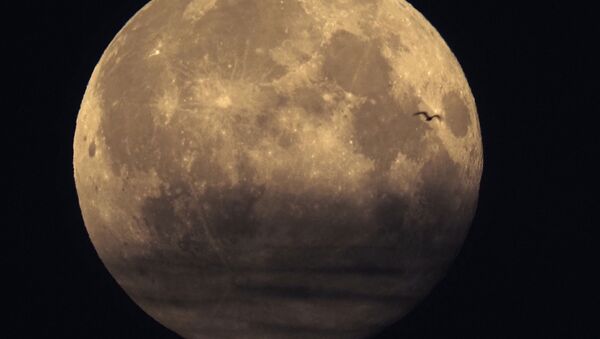Птица на фоне полной луны в Санкт-Петербурге, Россия  - 俄羅斯衛星通訊社