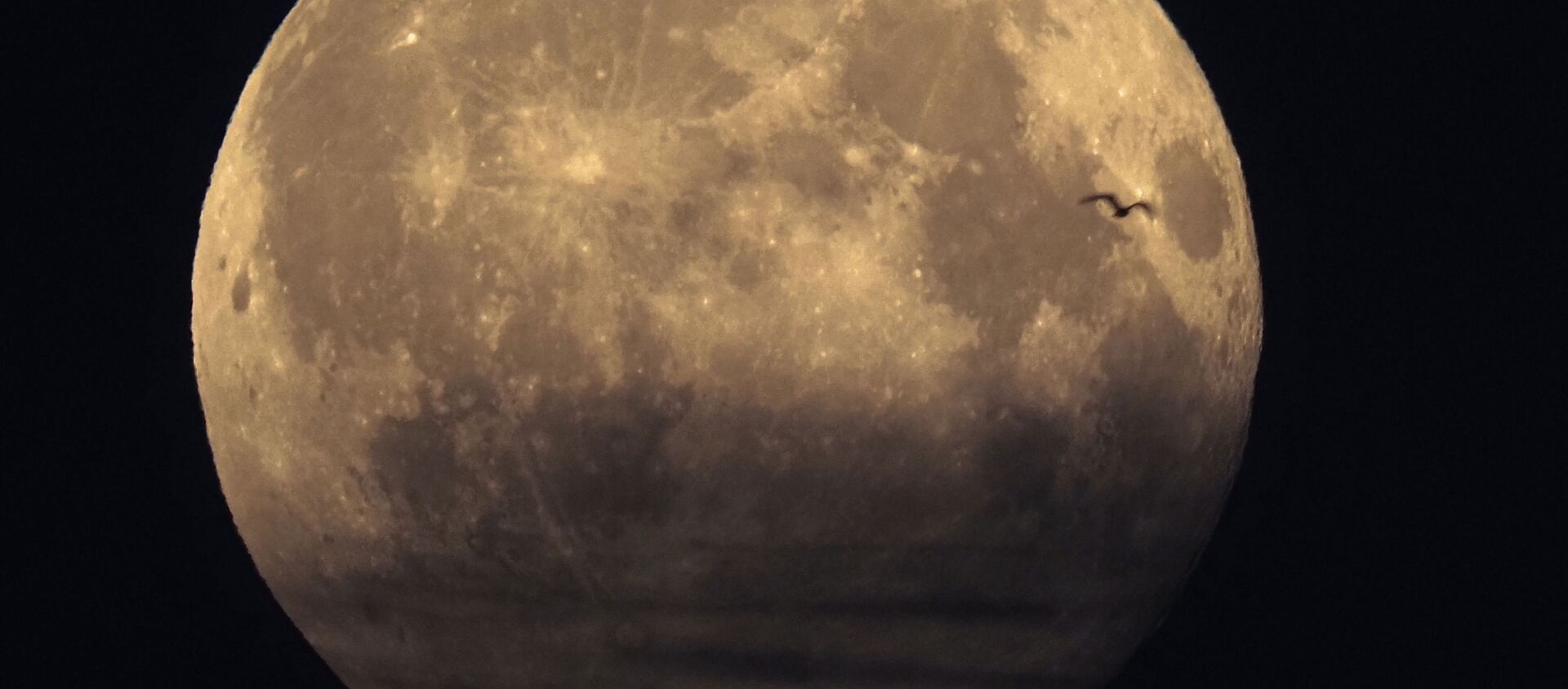 Птица на фоне полной луны в Санкт-Петербурге, Россия  - 俄罗斯卫星通讯社, 1920, 26.04.2021