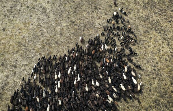 卡拉恰伊-切尔克斯地区的圈养羊群。 - 俄罗斯卫星通讯社