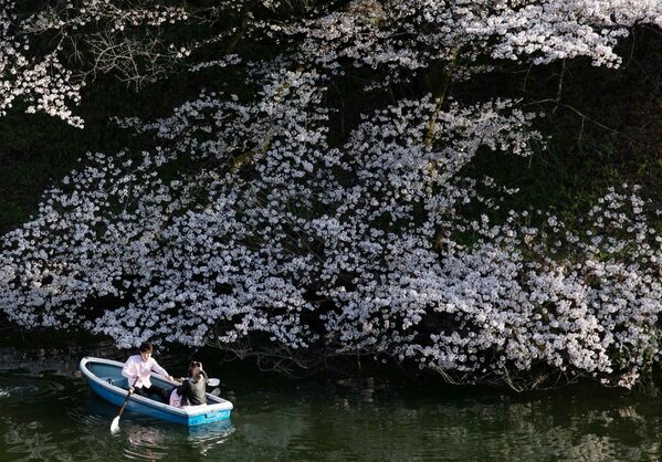 日本樱花绽放。 - 俄罗斯卫星通讯社