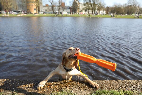伦敦，水里玩耍的狗狗。 - 俄罗斯卫星通讯社