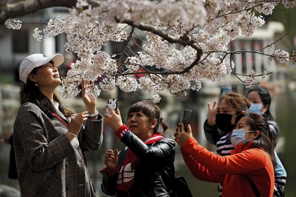 北京市民在植物園桃花節中拍攝盛開的櫻花。 - 俄羅斯衛星通訊社