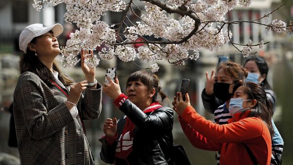 Посетители весеннего фестиваля в Пекине во время фотографирования под цветущей вишней  - 俄羅斯衛星通訊社