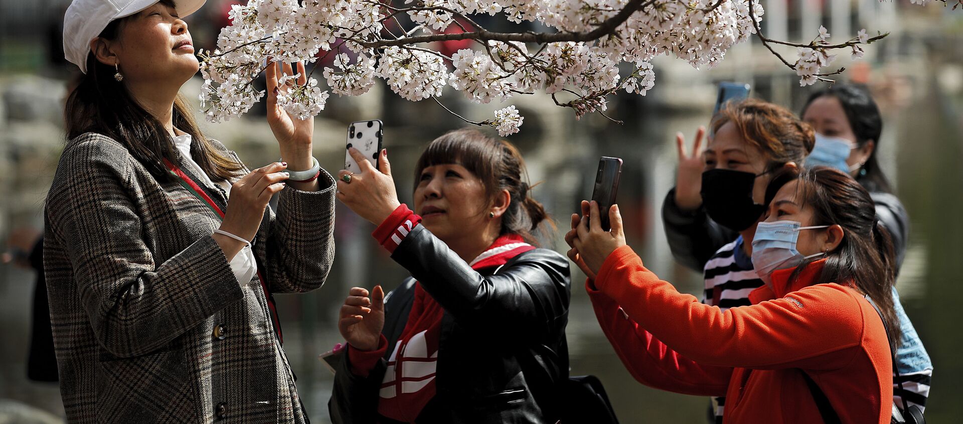 Посетители весеннего фестиваля в Пекине во время фотографирования под цветущей вишней  - 俄罗斯卫星通讯社, 1920, 04.09.2021