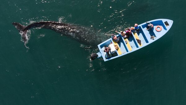 墨西哥，航拍游船附近的灰鲸。 - 俄罗斯卫星通讯社