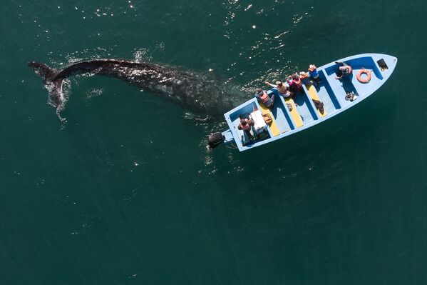 墨西哥，航拍游船附近的灰鯨。 - 俄羅斯衛星通訊社