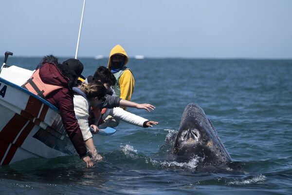 墨西哥，游客们正试图触摸灰鲸。 - 俄罗斯卫星通讯社
