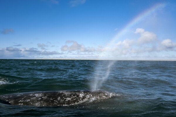 墨西哥奧霍德列夫雷瀉湖里的灰鯨。 - 俄羅斯衛星通訊社