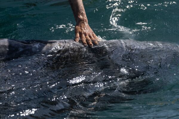 墨西哥，遊客近距離親密接觸鯨魚。 - 俄羅斯衛星通訊社