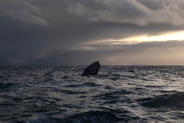 墨西哥奧霍德列夫雷瀉湖里的灰鯨。 - 俄羅斯衛星通訊社